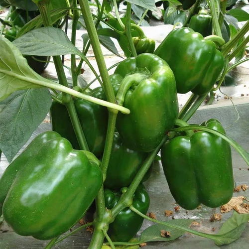 河南農(nóng)家圓椒 皮厚肉多清甜，新鮮燈籠辣椒直送到家